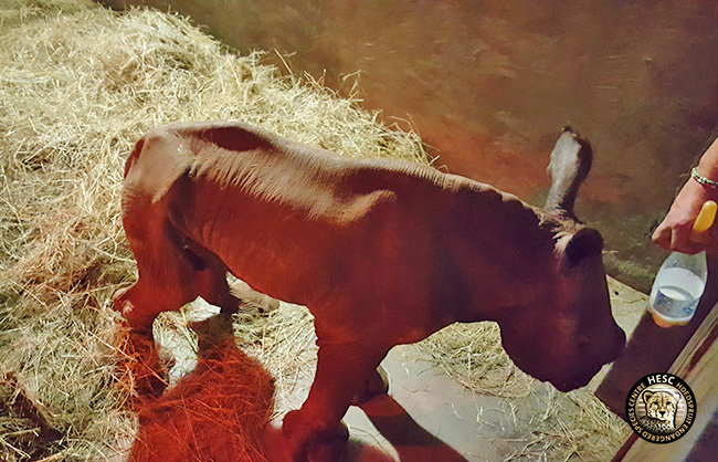 Esme, the Rescued Rhino at HESC