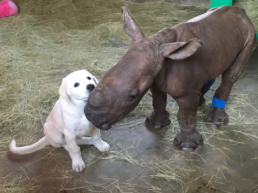 Esme, the Rescued Rhino at HESC