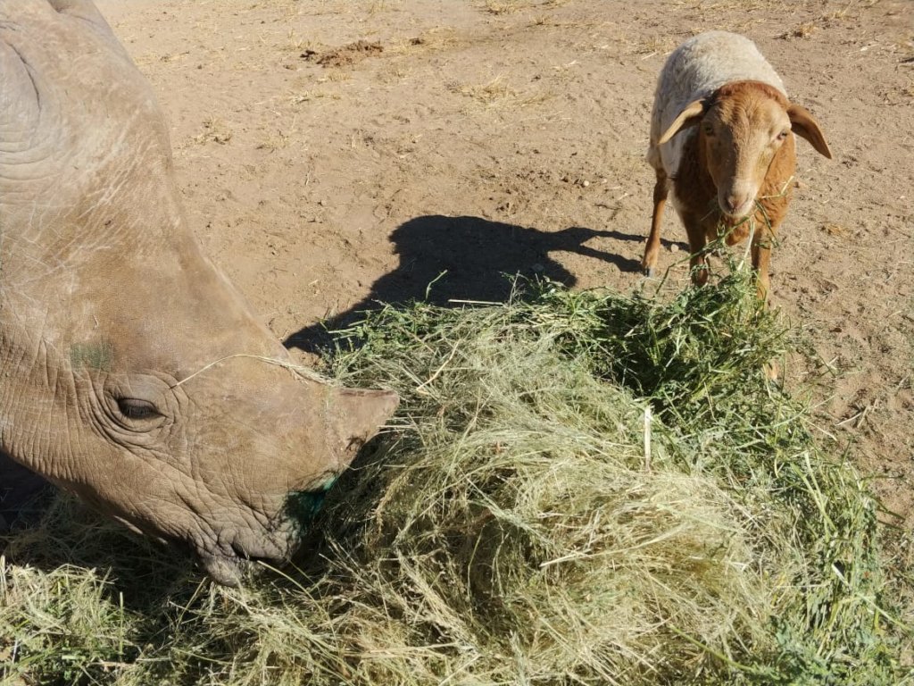 Esme, the Rescued Rhino at HESC
