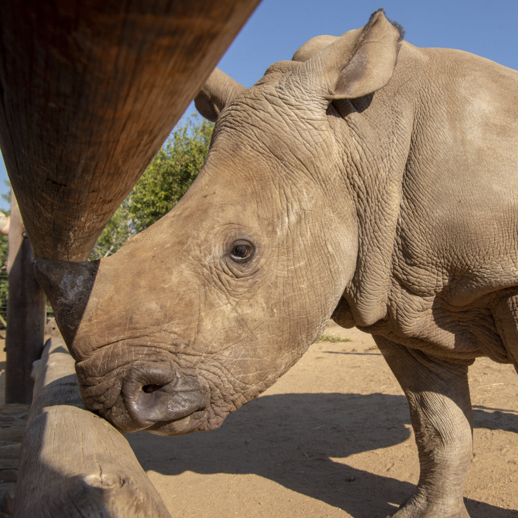 Esme, the Rescued Rhino at HESC