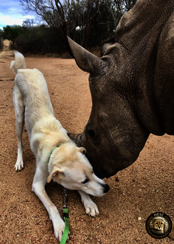 Esme, the Rescued Rhino at HESC