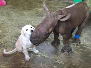 Esme the orphaned rhino with her friend David