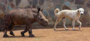 Esme and David Walking