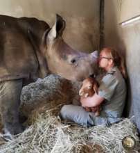 Esme, the Rescued Rhino at HESC