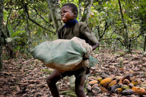 Child labour on cocoa farms