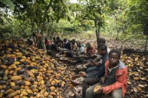 Child labour on cocoa farms