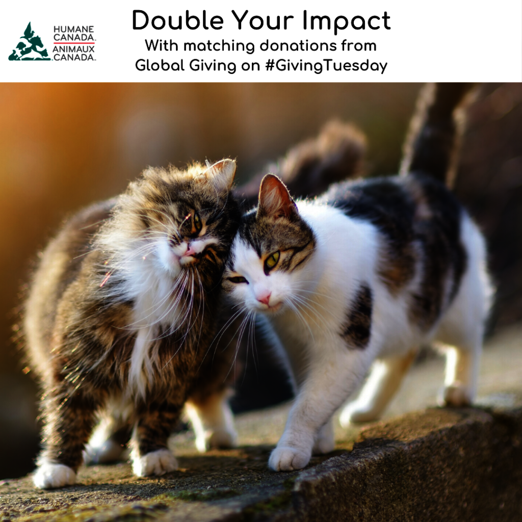 Reports on No Animals Left Behind - Help Them Escape Violence - GlobalGiving Reports on No Animals Left Behind - Help Them Escape Violence - GlobalGiving