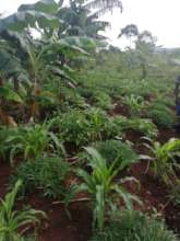 one of the gardens for one of the beneficiary