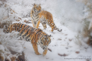 Tigers Malachi & Marilyn enjoying a KOTW snow day!