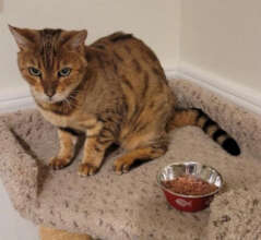 Angel the Bengal Cat