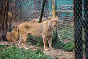Lions from Argentina, courtesy of Enfoque Animal
