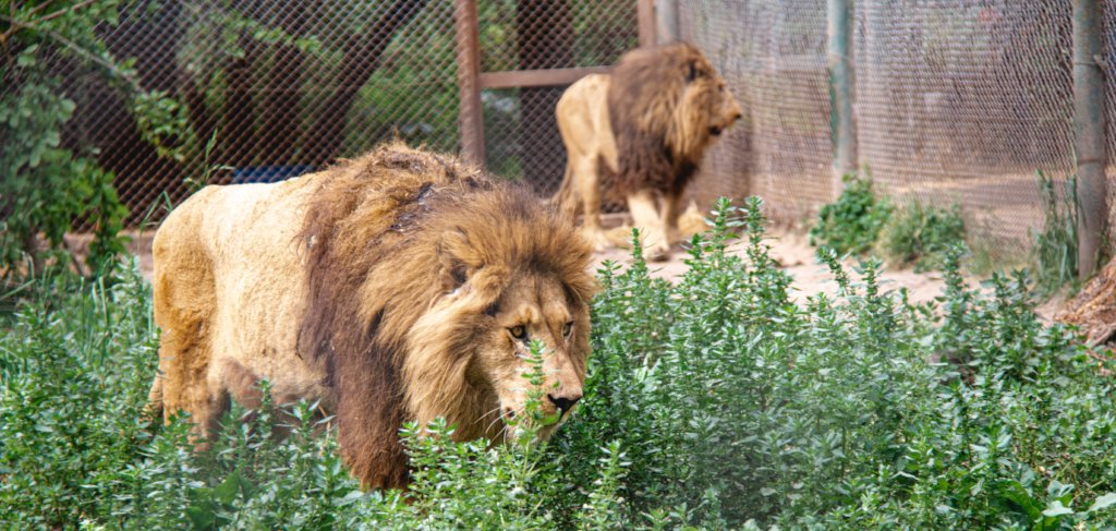 Help Feed Rescued Exotic & Wild Animals in Arizona - GlobalGiving