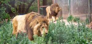 Lions from Argentina, courtesy of Enfoque Animal