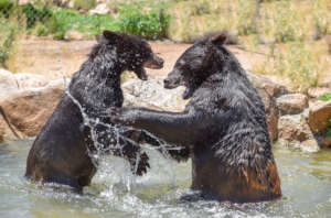 Kenai & Barney: Black Bear Brothers