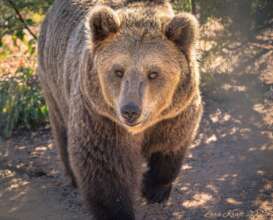 BamBam, rescued grizzly bear