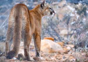 Cindy, rescued mountain lion.