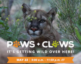 Paws+Claws Matching Gift Campaign