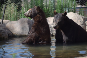 Blacks bears Kenai and Barney enjoying a swim.