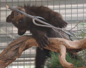Kenai with a branch