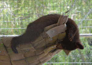 Kenai in his hammock