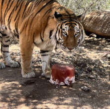 Hercules the tiger, enjoying a cool "bloodcicle".