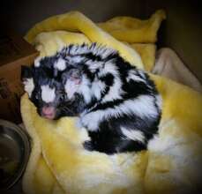 Hisoka the Baby Spotted Skunk