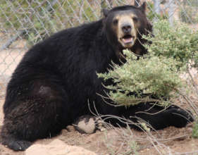 Bucky (11 years old)