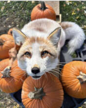 Rescued fox from a fur farm. Courtesy of SAVEAFOX