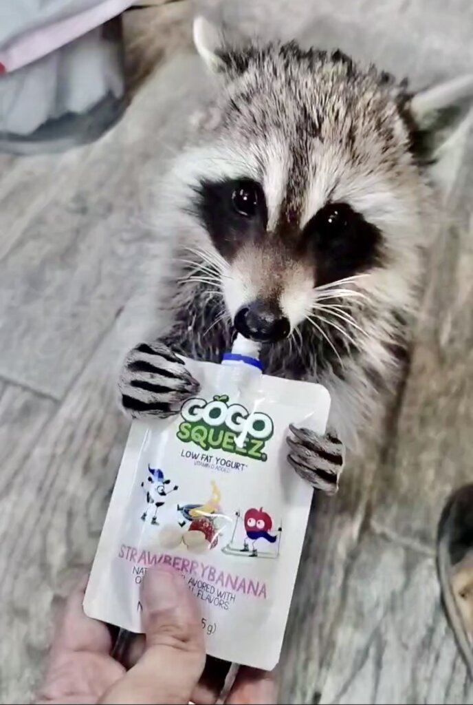 Pua