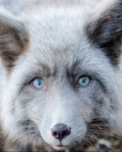 A fur farm fox (compliments of Save a Fox).