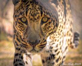 Kobie, rescued spotted leopard.