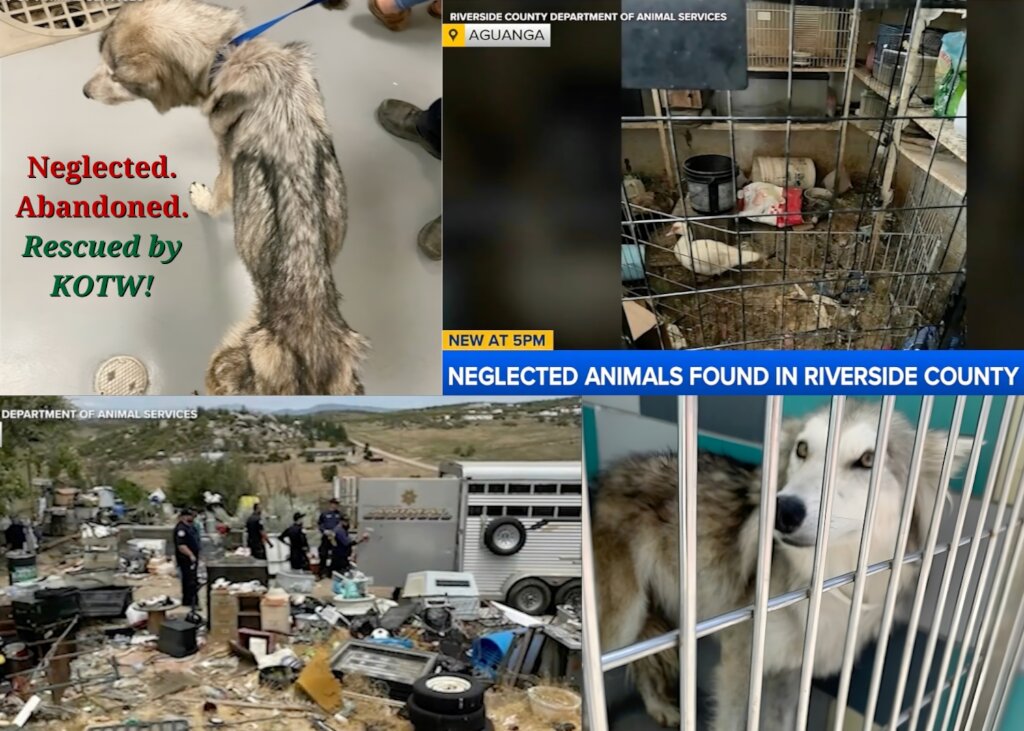 Animal Welfare Lost And Found Animal Foundation A Better Life For