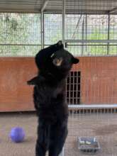 Black bear Oatmeal, "dancing" in his den area.