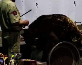 Barney Performing on Barrel