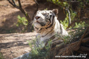 Thor the royal white tiger, happy to be at peace.