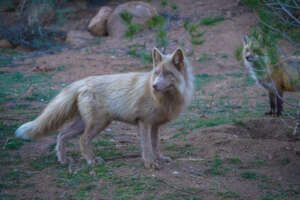 Mystic and his shy friend. Rescued red foxes.