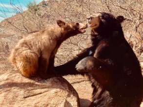 "Uncle" Bucky & Kenai