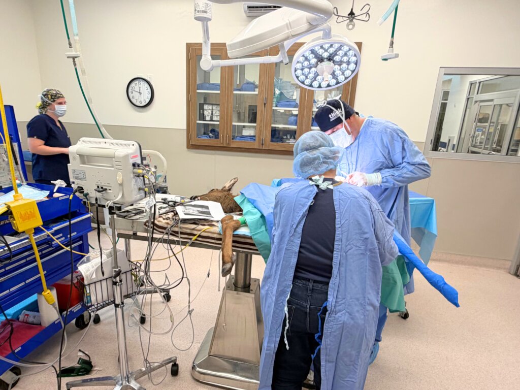 Winston in Surgery