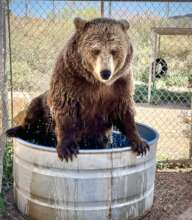 Grizzly bear Bam Bam taking a dip in her den tank.