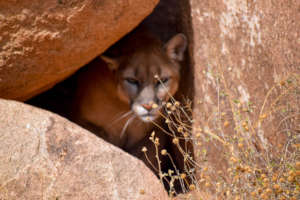 Cindy the Mountain Lion/Cougar