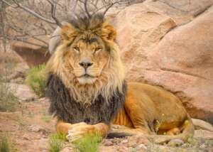 Mazi, rescued African lion.