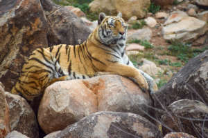 Marilyn the Bengal Tiger