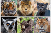 Help Feed Rescued Exotic & Wild Animals in Arizona