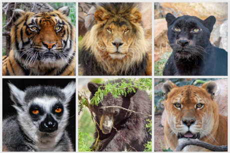Help Feed Rescued Exotic & Wild Animals in Arizona
