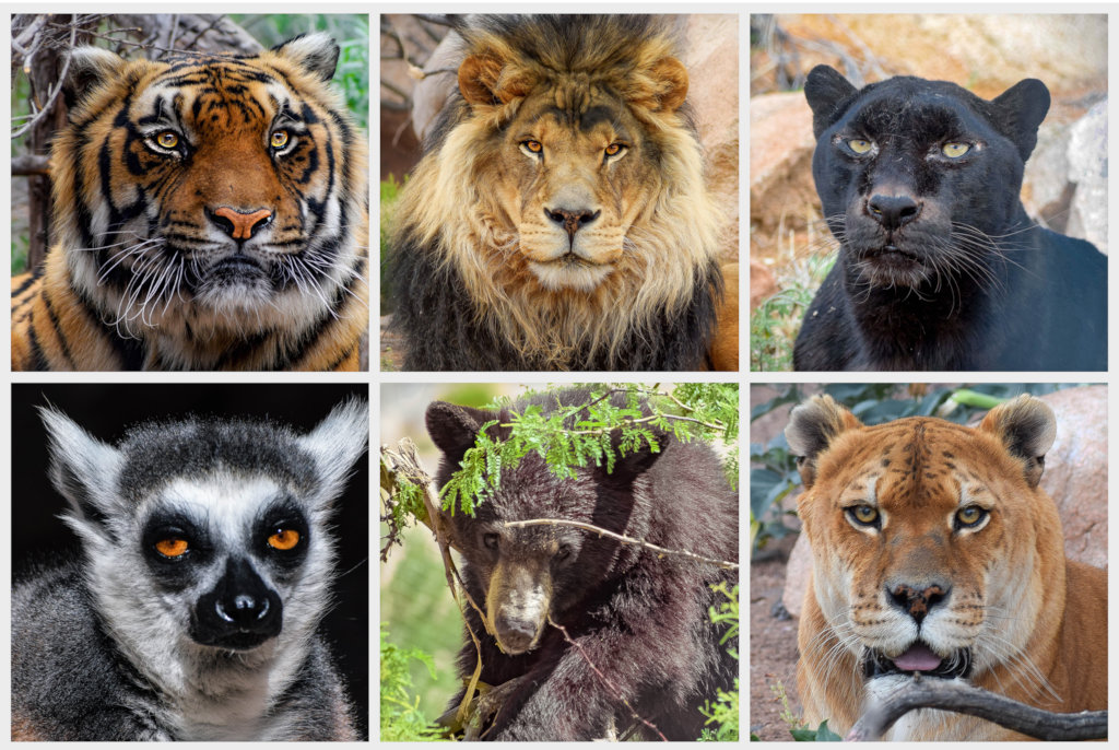 Animals The Wilds