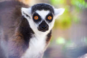 Ring-Tailed Lemur: Precious Enjoying the Sunshine.