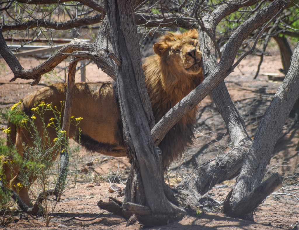 Rico, experiencing freedom for the first time.