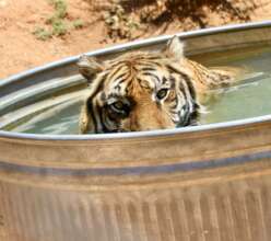 Ruckus the tiger playing in his stock tank.