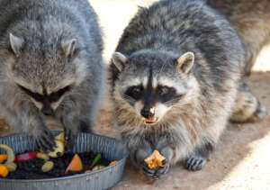 Raccoons sharing a balanced breakfast