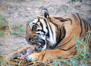 William enjoying his meal